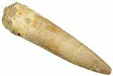 Fossil Plesiosaur (Zarafasaura) Tooth - Morocco #296386-1